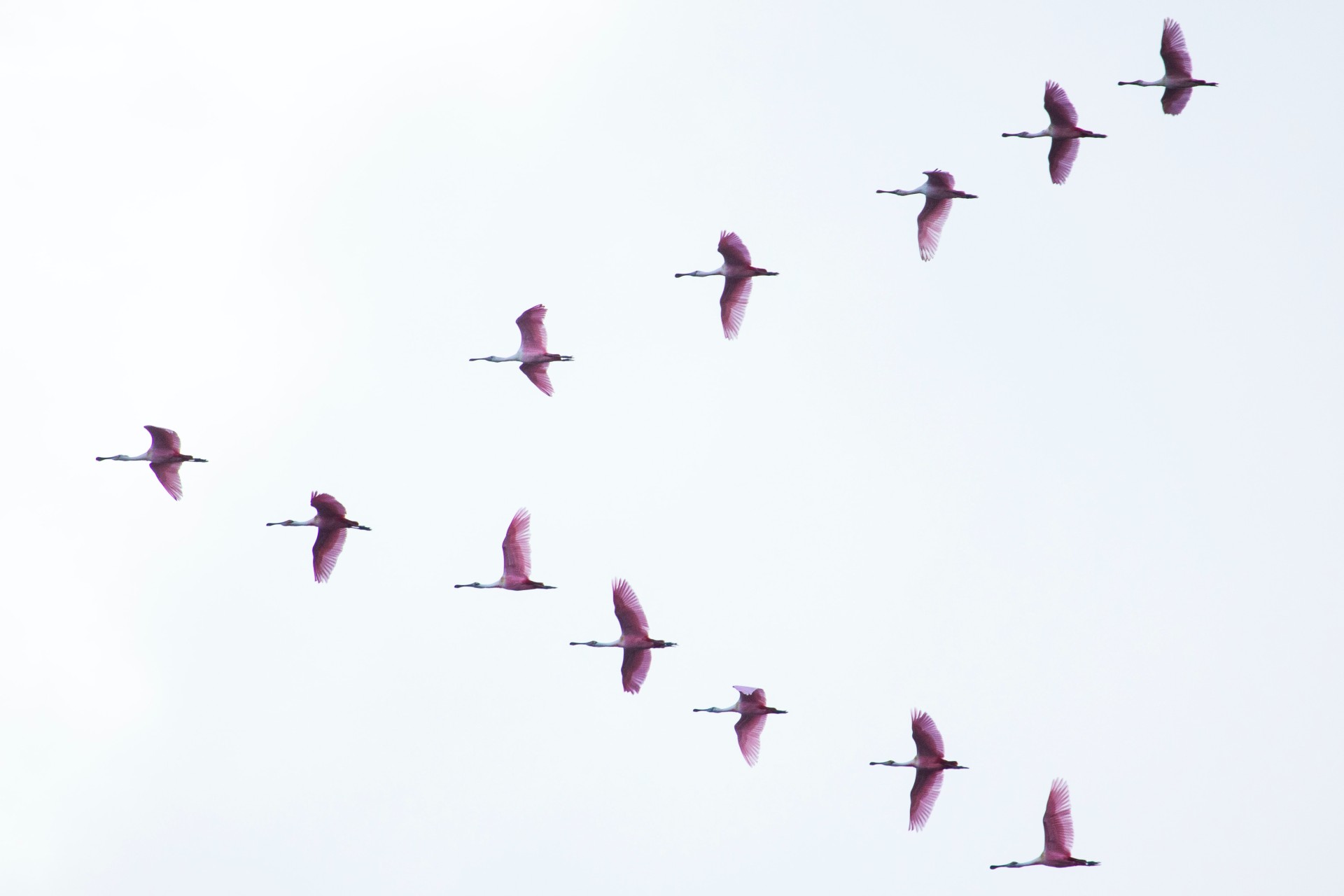 pensamiento colectivo de pajaros volando