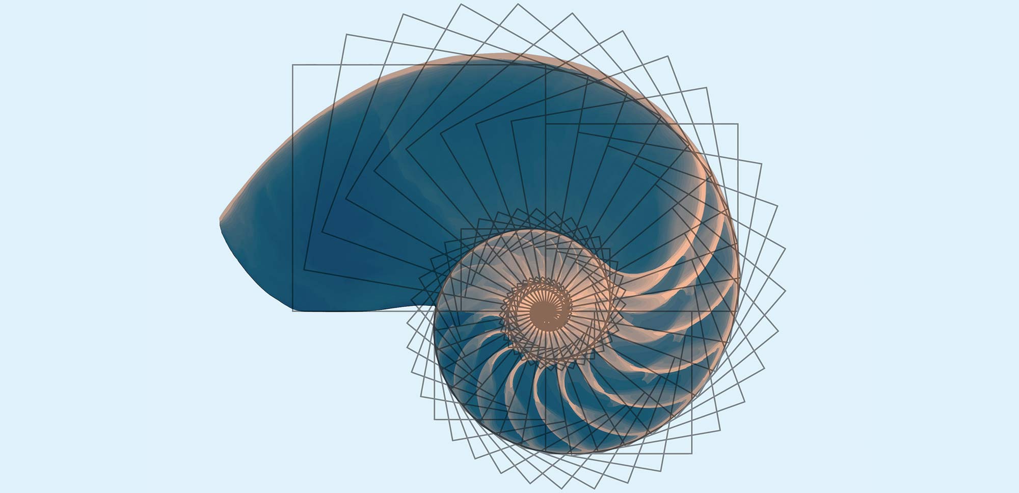 espiral concha geometrica